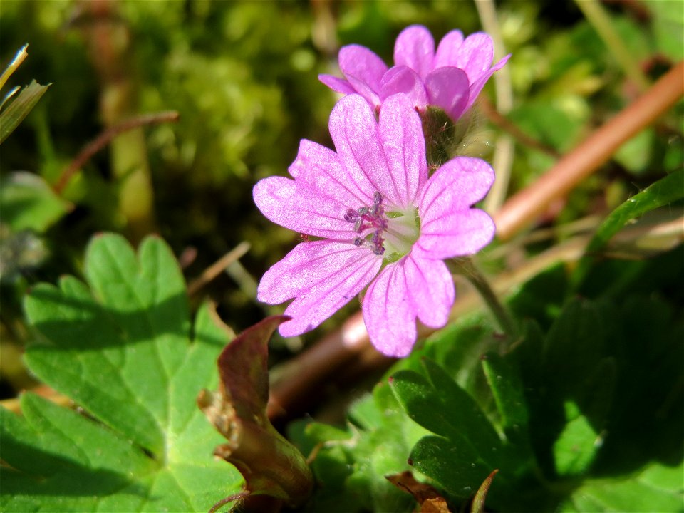 Weicher Storchschnabel (Geranium molle) in der Kurfürsten-Anlage in Heidelberg
