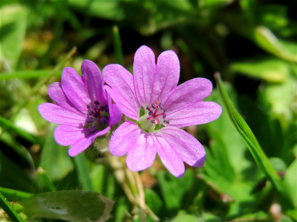 Weicher Storchschnabel (Geranium molle) in der Kurfürsten-Anlage in Heidelberg