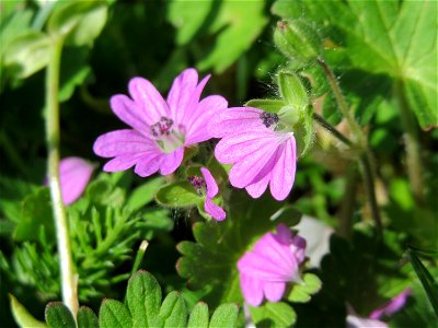 Weicher Storchschnabel (Geranium molle) in der Kurfürsten-Anlage in Heidelberg