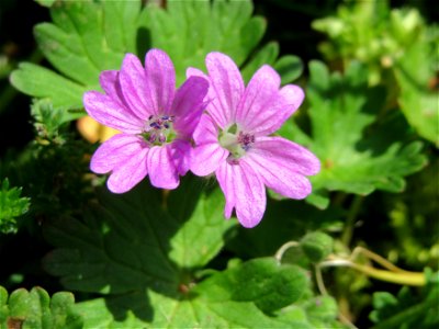 Weicher Storchschnabel (Geranium molle) in der Kurfürsten-Anlage in Heidelberg
