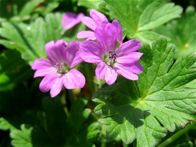 Weicher Storchschnabel (Geranium molle) in der Kurfürsten-Anlage in Heidelberg