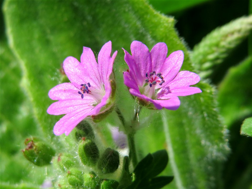 Weicher Storchschnabel (Geranium molle) im Neuenheimer Feld in Heidelberg