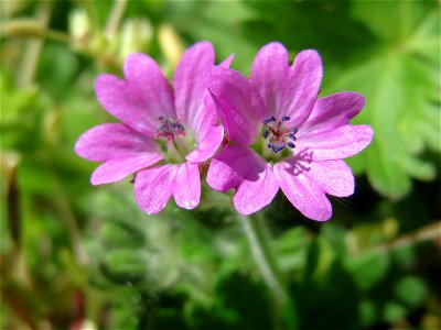 Weicher Storchschnabel (Geranium molle) im Neuenheimer Feld in Heidelberg
