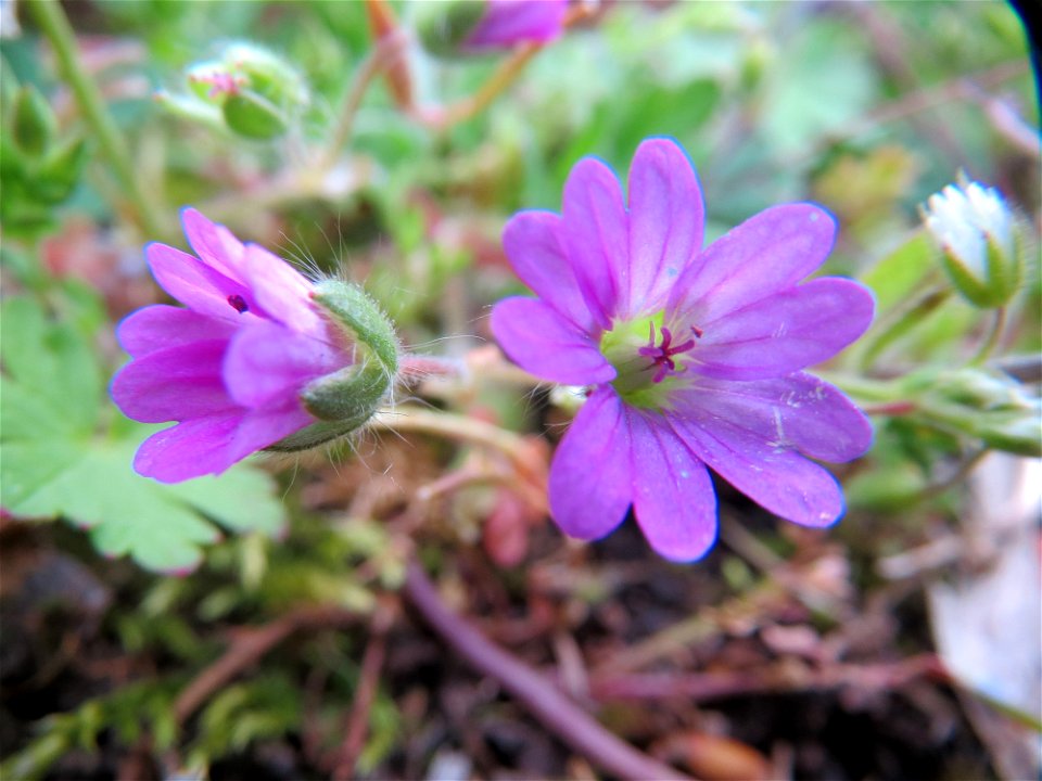 Weicher Storchschnabel (Geranium molle) in Hockenheim