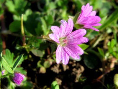 Weicher Storchschnabel (Geranium molle) in Hockenheim