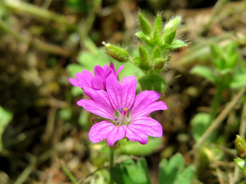 Weicher Storchschnabel (Geranium molle) in Hockenheim