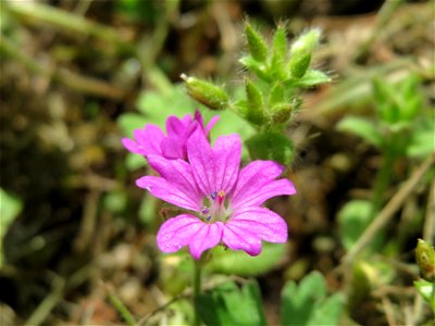 Weicher Storchschnabel (Geranium molle) in Hockenheim photo