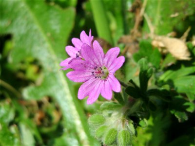 Weicher Storchschnabel (Geranium molle) im Neuenheimer Feld in Heidelberg