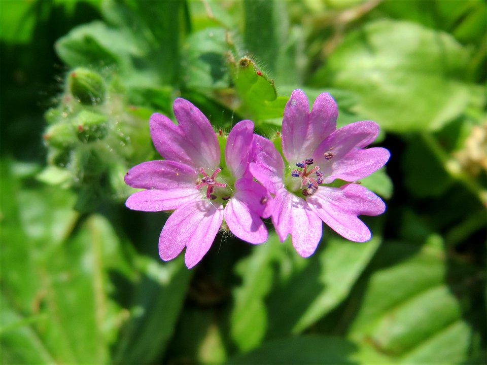 Weicher Storchschnabel (Geranium molle) im Neuenheimer Feld in Heidelberg