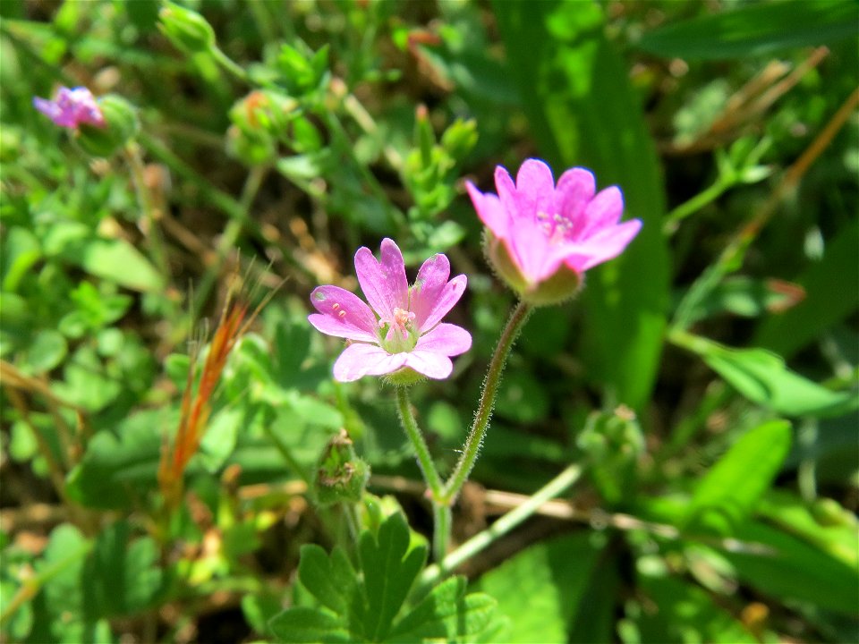 Weicher Storchschnabel (Geranium molle) in Hockenheim