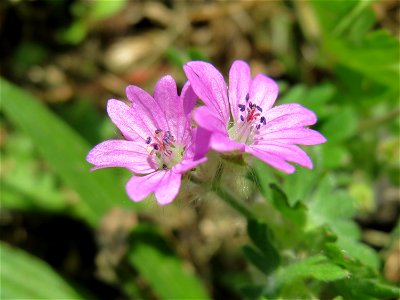 Weicher Storchschnabel (Geranium molle) im Neuenheimer Feld in Heidelberg