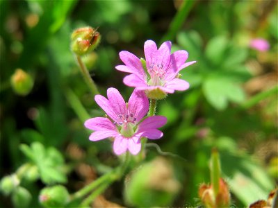 Weicher Storchschnabel (Geranium molle) in Hockenheim