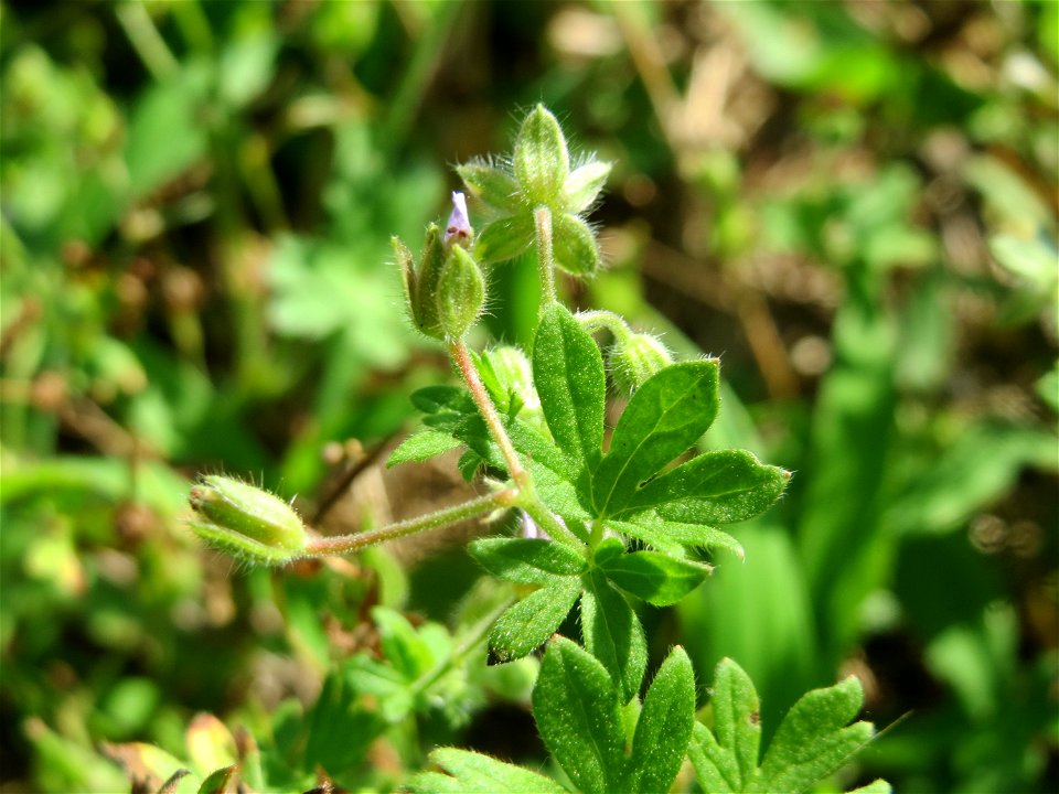 Weicher Storchschnabel (Geranium molle) in Hockenheim