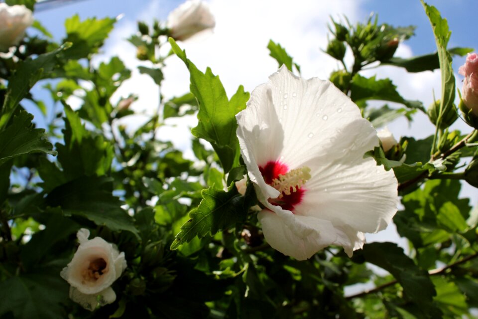 Blossom hibiscus white
