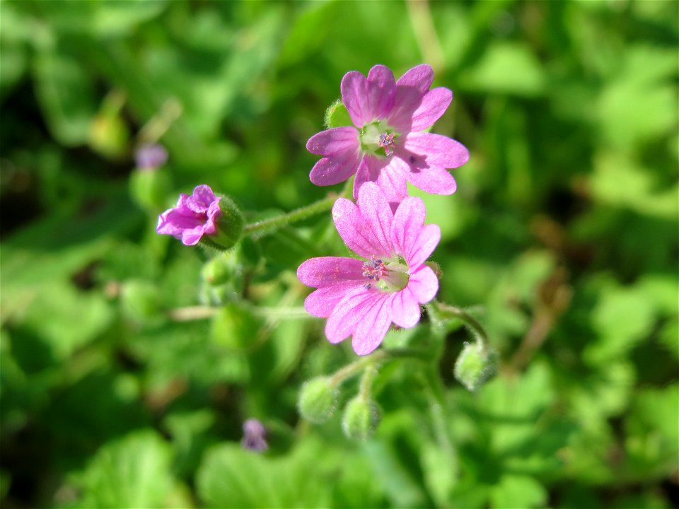 Weicher Storchschnabel (Geranium molle) in Hockenheim