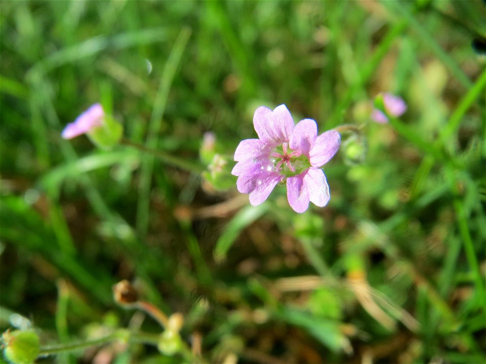 Weicher Storchschnabel (Geranium molle) in Hockenheim