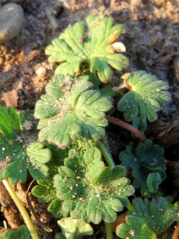 Grundblätter vom Weichen Storchschnabel (Geranium molle) in Hockenheim