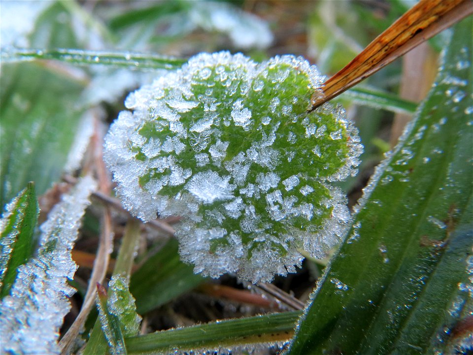 Vereiste Blätter vom Weichen Storchschnabel (Geranium molle) in Hockenheim-Talhaus