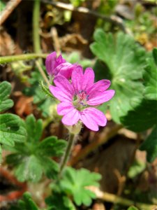 Weicher Storchschnabel (Geranium molle) auf einem Grünstreifen zwischen Eisenbahnstraße und Am Damm in Hockenheim