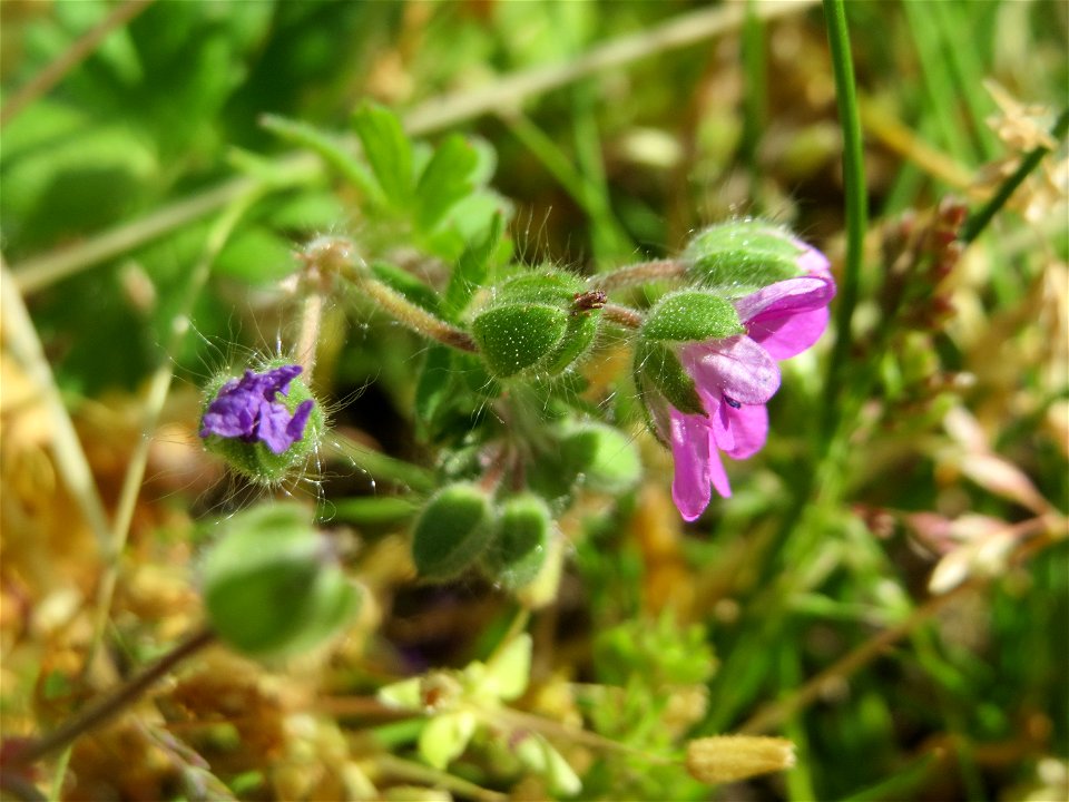 Weicher Storchschnabel (Geranium molle) in Hockenheim