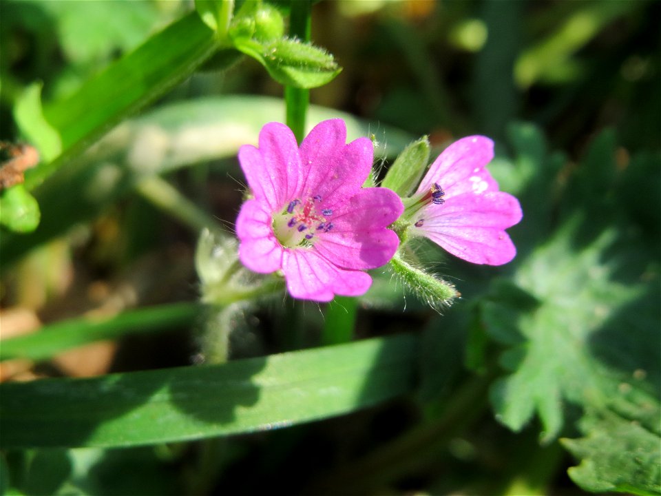 Weicher Storchschnabel (Geranium molle) auf einem Grünstreifen zwischen Eisenbahnstraße und Am Damm in Hockenheim