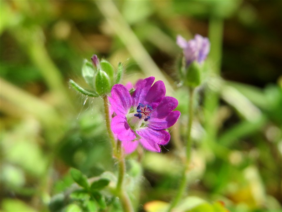 Weicher Storchschnabel (Geranium molle) in Hockenheim