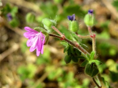 Weicher Storchschnabel (Geranium molle) in Hockenheim
