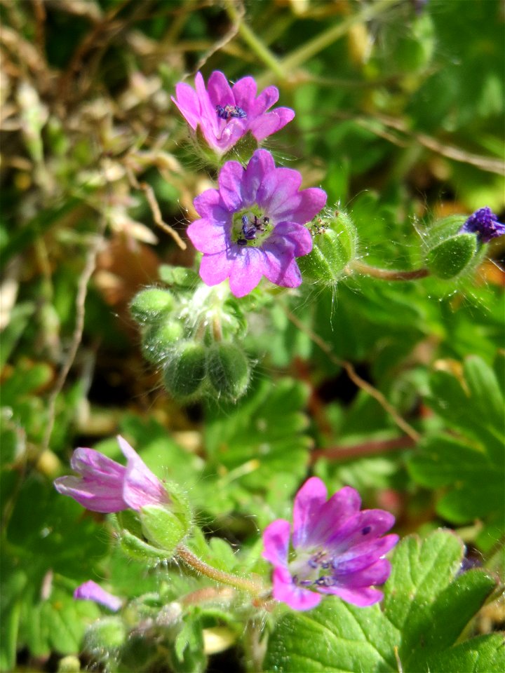 Weicher Storchschnabel (Geranium molle) in Hockenheim