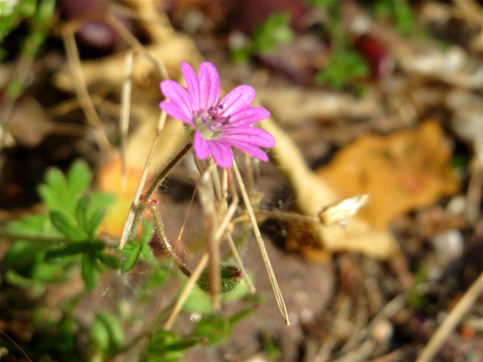 Ritzenbotanik: Weicher Storchschnabel (Geranium molle) in Hockenheim