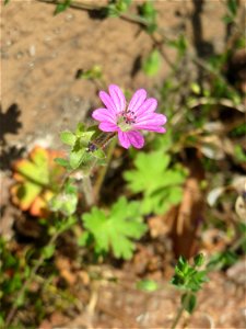 Ritzenbotanik: Weicher Storchschnabel (Geranium molle) in Hockenheim