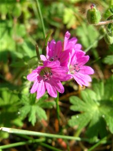 Weicher Storchschnabel (Geranium molle) auf einem Grünstreifen zwischen Eisenbahnstraße und Am Damm in Hockenheim
