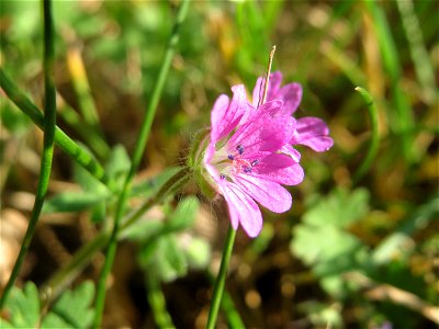 Weicher Storchschnabel (Geranium molle) auf einem Grünstreifen zwischen Eisenbahnstraße und Am Damm in Hockenheim