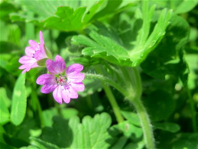 Weicher Storchschnabel (Geranium molle) am Tierfriedhof Saarbrücken - der südliche Teil liegt im Landschaftsschutzgebiet „Drahtzugweiher und das Habsterwiesental“