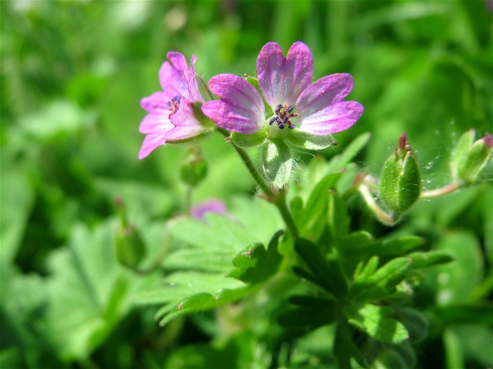 Weicher Storchschnabel (Geranium molle) am Tierfriedhof Saarbrücken - der südliche Teil liegt im Landschaftsschutzgebiet „Drahtzugweiher und das Habsterwiesental“