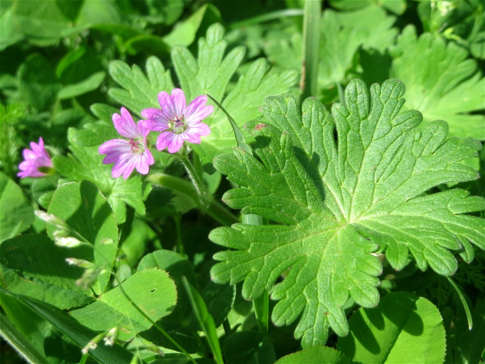 Weicher Storchschnabel (Geranium molle) am Tierfriedhof Saarbrücken - der südliche Teil liegt im Landschaftsschutzgebiet „Drahtzugweiher und das Habsterwiesental“