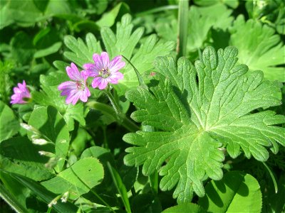 Weicher Storchschnabel (Geranium molle) am Tierfriedhof Saarbrücken - der südliche Teil liegt im Landschaftsschutzgebiet „Drahtzugweiher und das Habsterwiesental“
