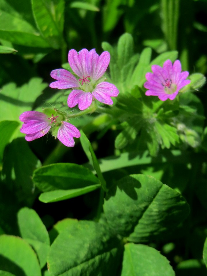 Weicher Storchschnabel (Geranium molle) am Tierfriedhof Saarbrücken - der südliche Teil liegt im Landschaftsschutzgebiet „Drahtzugweiher und das Habsterwiesental“