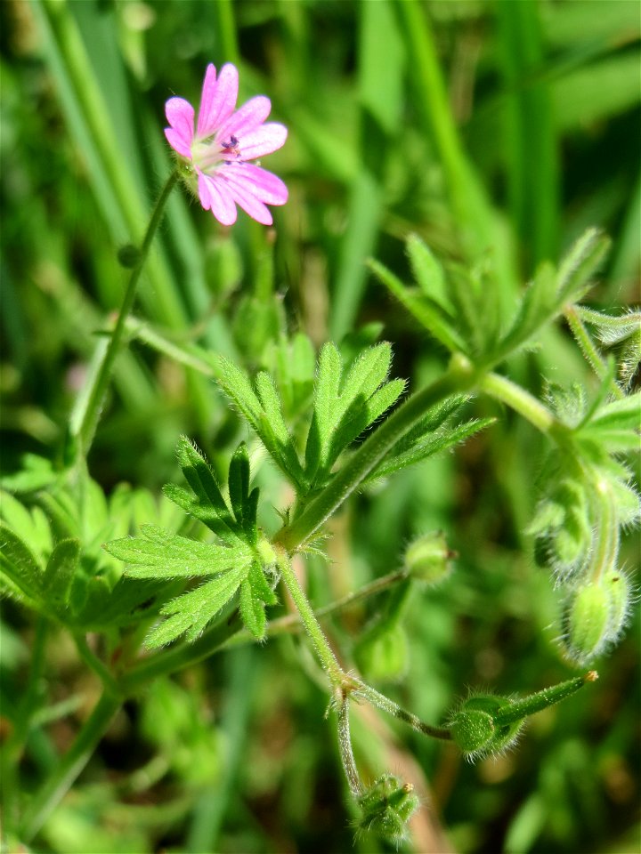 Weicher Storchschnabel (Geranium molle) in Hockenheim