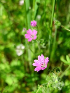 Weicher Storchschnabel (Geranium molle) in Hockenheim