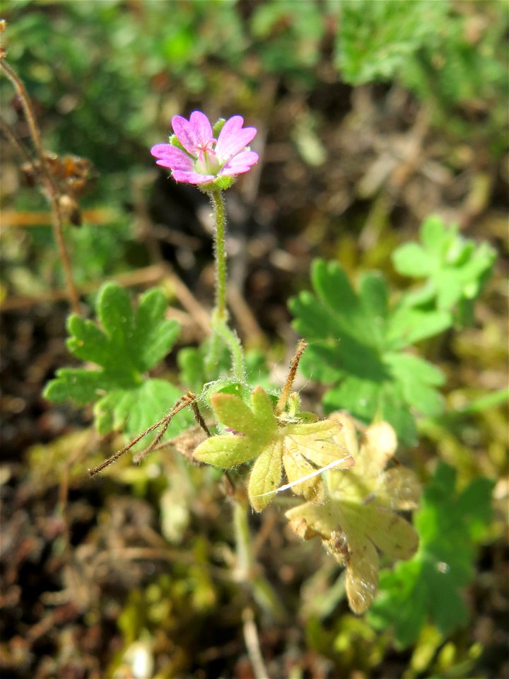 Ritzenbotanik: Weicher Storchschnabel (Geranium molle) an der A 620 in Alt-Saarbrücken