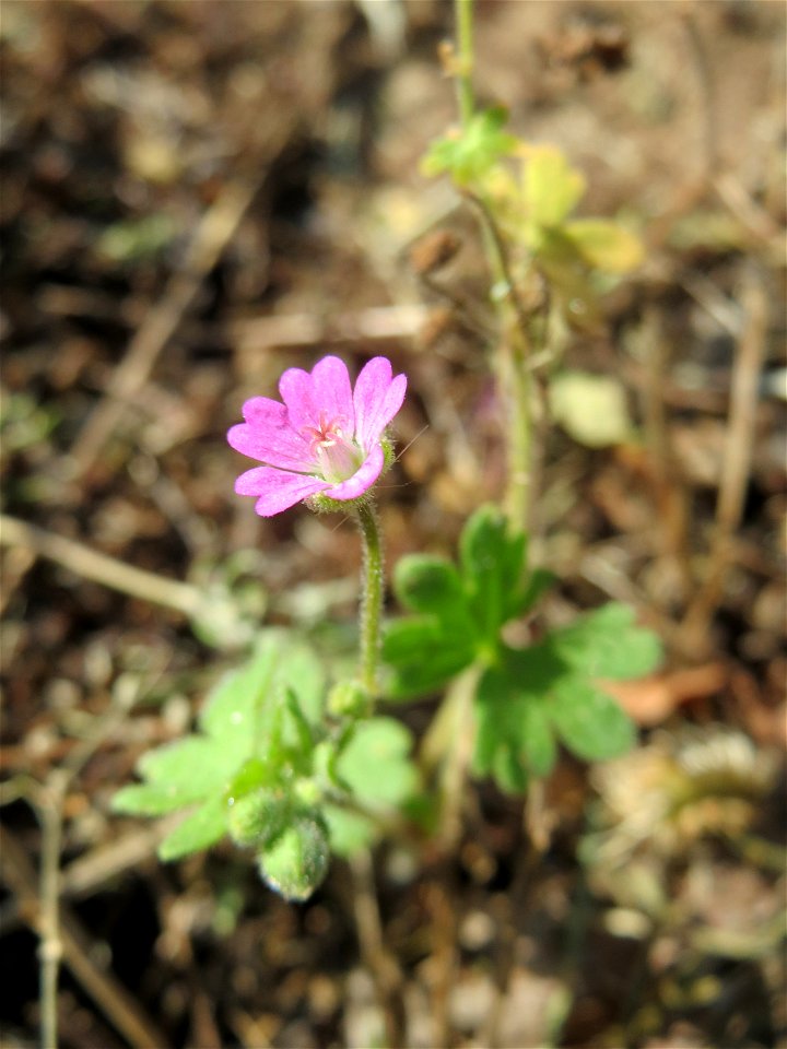 Ritzenbotanik: Weicher Storchschnabel (Geranium molle) an der A 620 in Alt-Saarbrücken