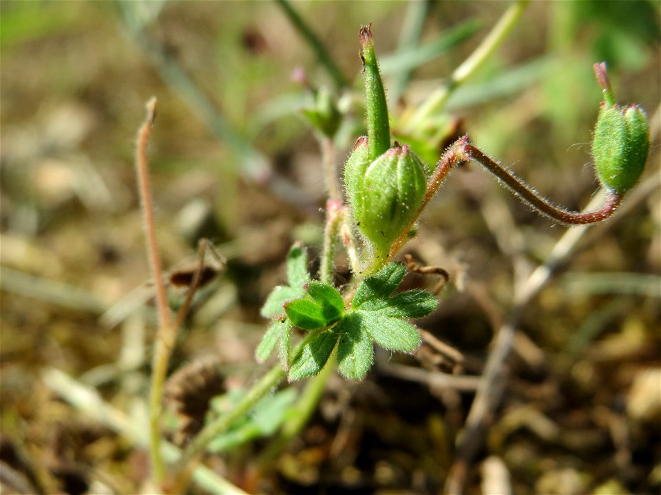 Ritzenbotanik: Weicher Storchschnabel (Geranium molle) an der A 620 in Alt-Saarbrücken