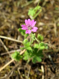 Ritzenbotanik: Weicher Storchschnabel (Geranium molle) an der A 620 in Alt-Saarbrücken
