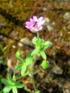Weicher Storchschnabel (Geranium molle) im Bürgerpark Saarbrücken