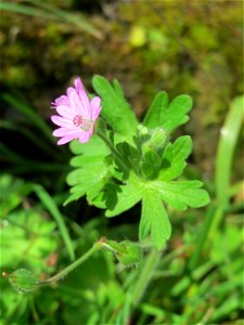 Weicher Storchschnabel (Geranium molle) im Bürgerpark Saarbrücken