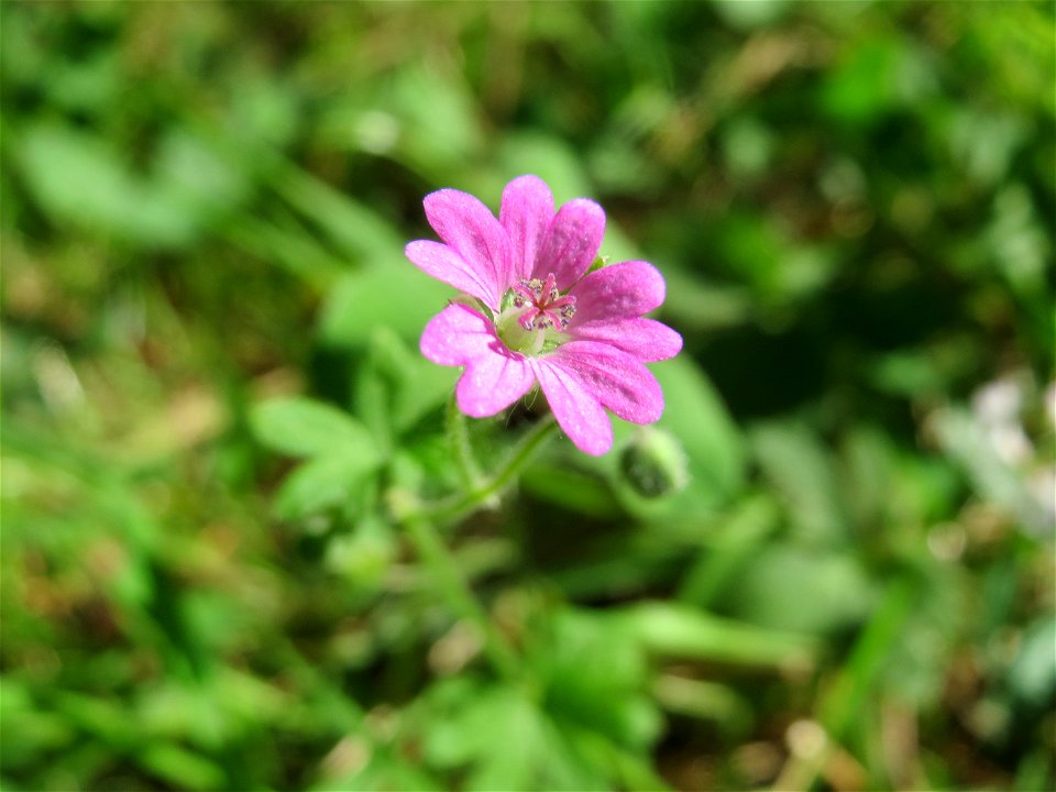 Weicher Storchschnabel (Geranium molle) in der Schwetzinger Hardt