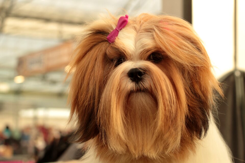 The breed is long-haired young red white