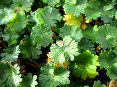 Grundblätter vom Weichen Storchschnabel (Geranium molle) an der Berlinallee in Hockenheim