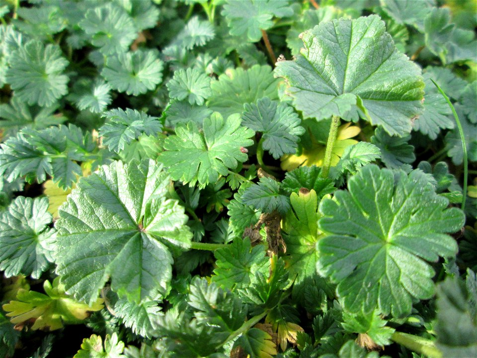 Grundblätter vom Weichen Storchschnabel (Geranium molle) an der Berlinallee in Hockenheim