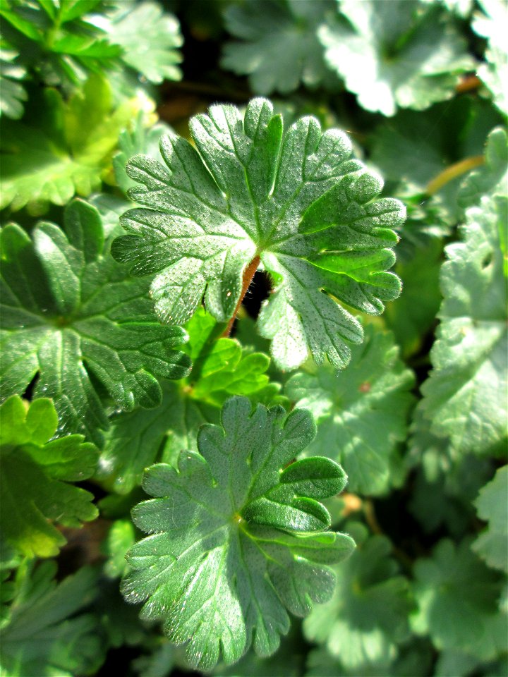 Grundblätter vom Weichen Storchschnabel (Geranium molle) an der Berlinallee in Hockenheim